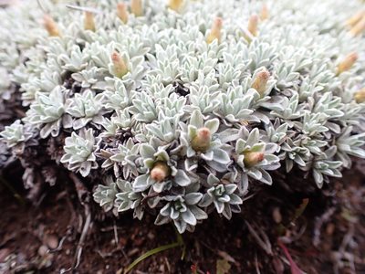 Argyrotegium nitidulum, photographed by Nina Kerr