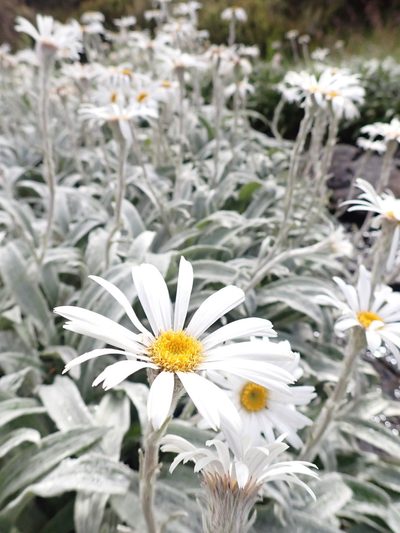 Celmisia sericophylla, photographed by Nina Kerr
