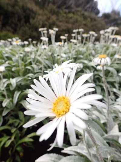 Celmisia sericophylla, photographed by Nina Kerr