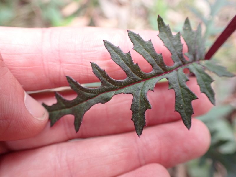 Arrhenechthites mixtus, photographed by Nina Kerr