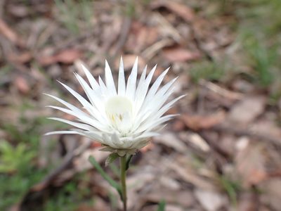 Helichrysum leucopsideum, photographed by Nina Kerr