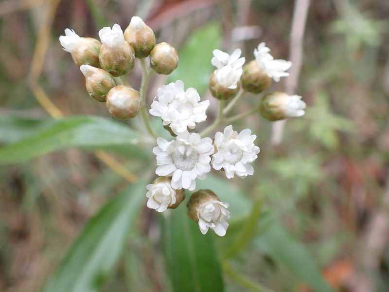 Ozothamnus stirlingii, photographed by Nina Kerr