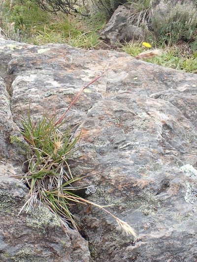 Rytidosperma alpicola, photographed by Nina Kerr