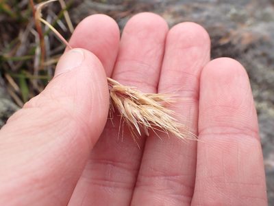 Rytidosperma alpicola, photographed by Nina Kerr