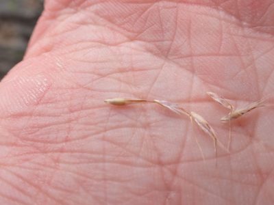Rytidosperma alpicola, photographed by Nina Kerr