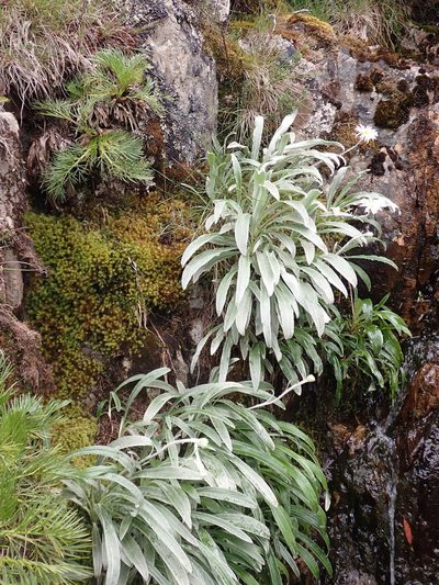 Celmisia sericophylla, photographed by Nina Kerr