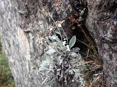 Euchiton umbricola, photographed by Nina Kerr