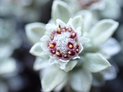 Ewartia nubigena, photographed by Nina Kerr