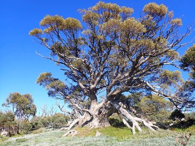 Eucalyptus pauciflora, photographed by Nina Kerr