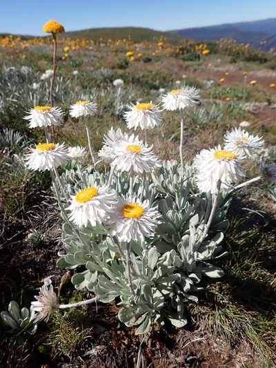 Leucochrysum alpinum, photographed by Nina Kerr