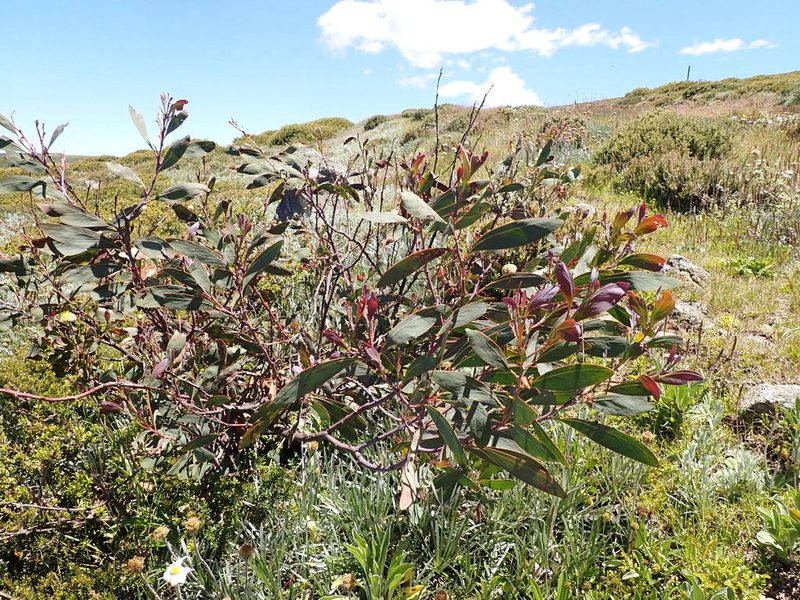 Acacia obliquinervia, photographed by Nina Kerr