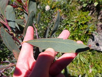 Acacia obliquinervia, photographed by Nina Kerr