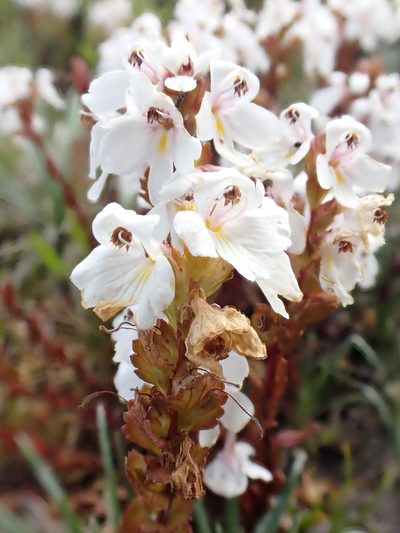 Euphrasia crassiuscula, photographed by Nina Kerr