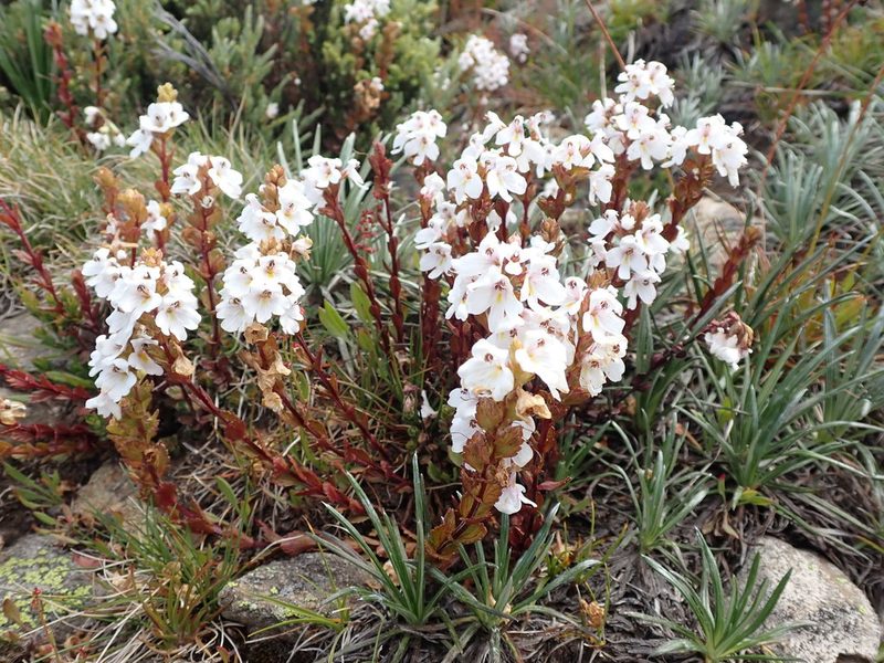 Euphrasia crassiuscula, photographed by Nina Kerr