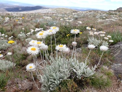 Leucochrysum alpinum, photographed by Nina Kerr