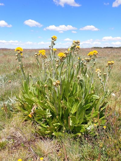 Podolepis robusta, photographed by Nina Kerr