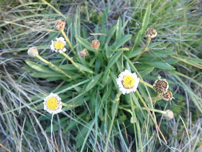 Brachyscome scapigera, photographed by Nina Kerr