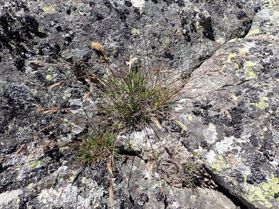 Rytidosperma alpicola, photographed by Nina Kerr