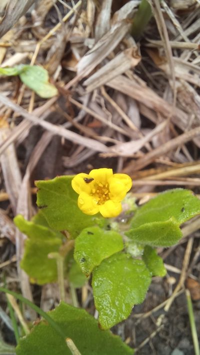 Arctotis perfoliata, photographed by kevin koen
