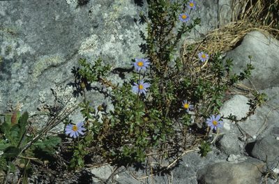 Felicia aethiopica, photographed by Tom Lloyd Evans