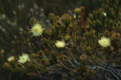 Diastella thymelaeoides, photographed by Tom Lloyd Evans