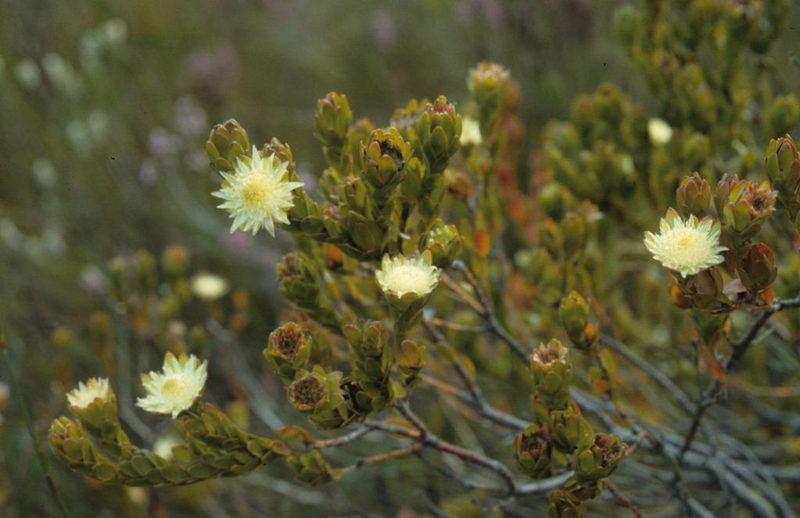 Diastella thymelaeoides, photographed by Tom Lloyd Evans