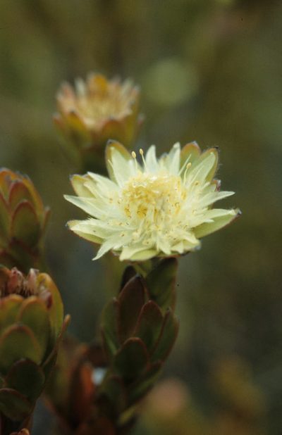 Diastella thymelaeoides, photographed by Tom Lloyd Evans