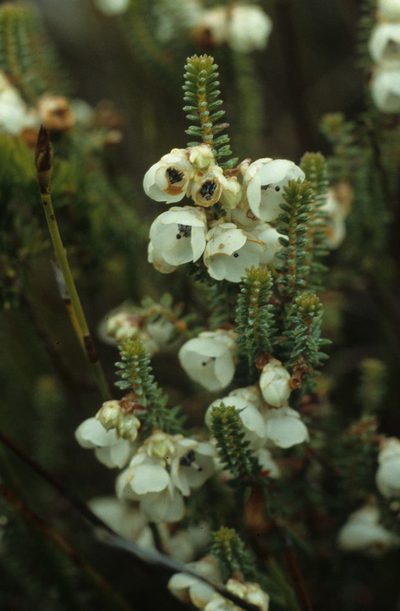 Erica corydalis, photographed by Tom Lloyd Evans
