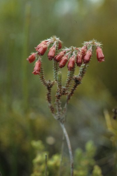 Erica cunoniensis, photographed by Tom Lloyd Evans