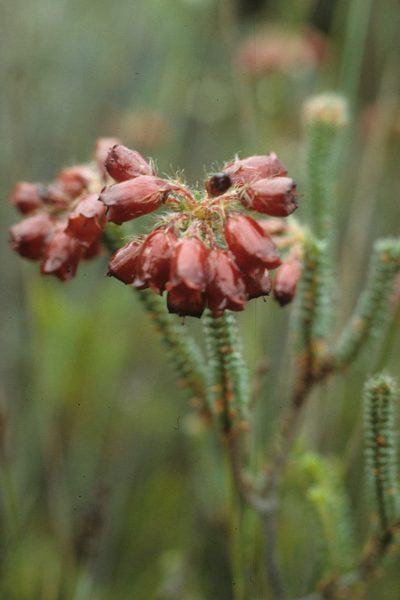 Erica cunoniensis, photographed by Tom Lloyd Evans