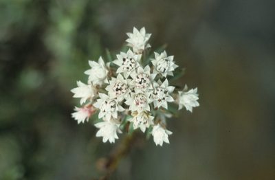 Metalasia lichtensteinii, photographed by Tom Lloyd Evans