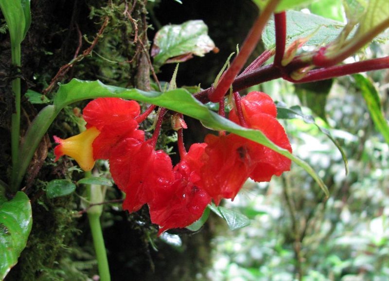 Drymonia teuscheri, photographed by Todd Boland