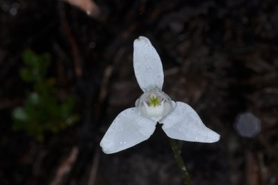 Codonorchis lessonii, photographed by aacocucci