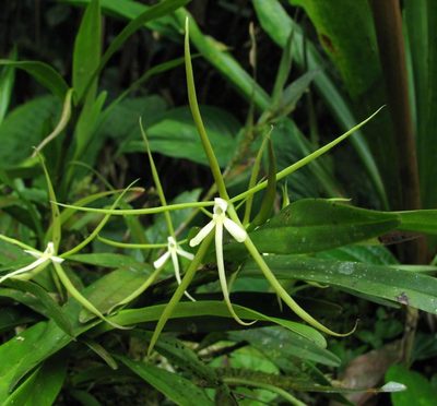 Epidendrum nocturnum, photographed by Todd Boland