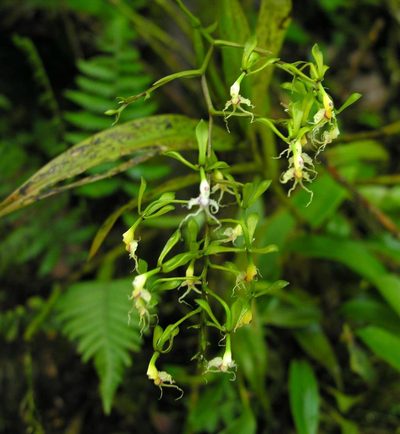 Epidendrum cirrhochilum, photographed by Todd Boland