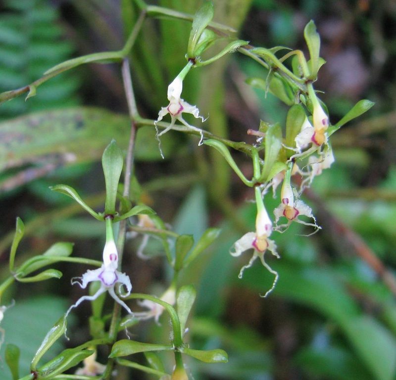 Epidendrum cirrhochilum, photographed by Todd Boland