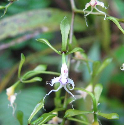 Epidendrum cirrhochilum, photographed by Todd Boland