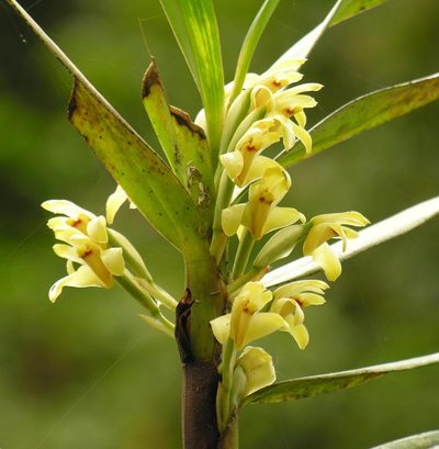 Maxillaria embreei, photographed by Todd Boland