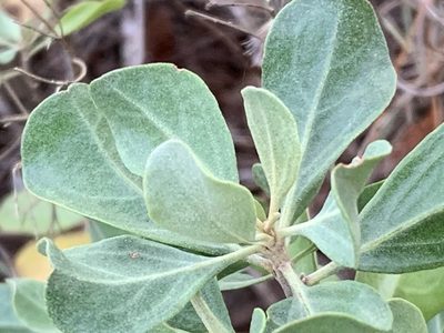 Garberia heterophylla, photographed by natalie