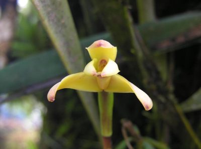 Maxillaria porrecta, photographed by Todd Boland