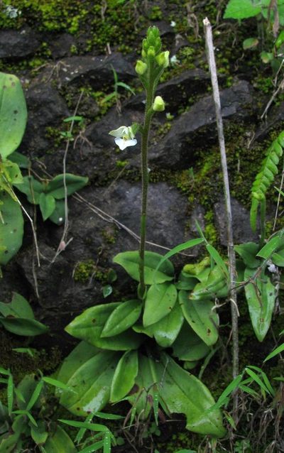 Ponthieva parvilabris, photographed by Todd Boland