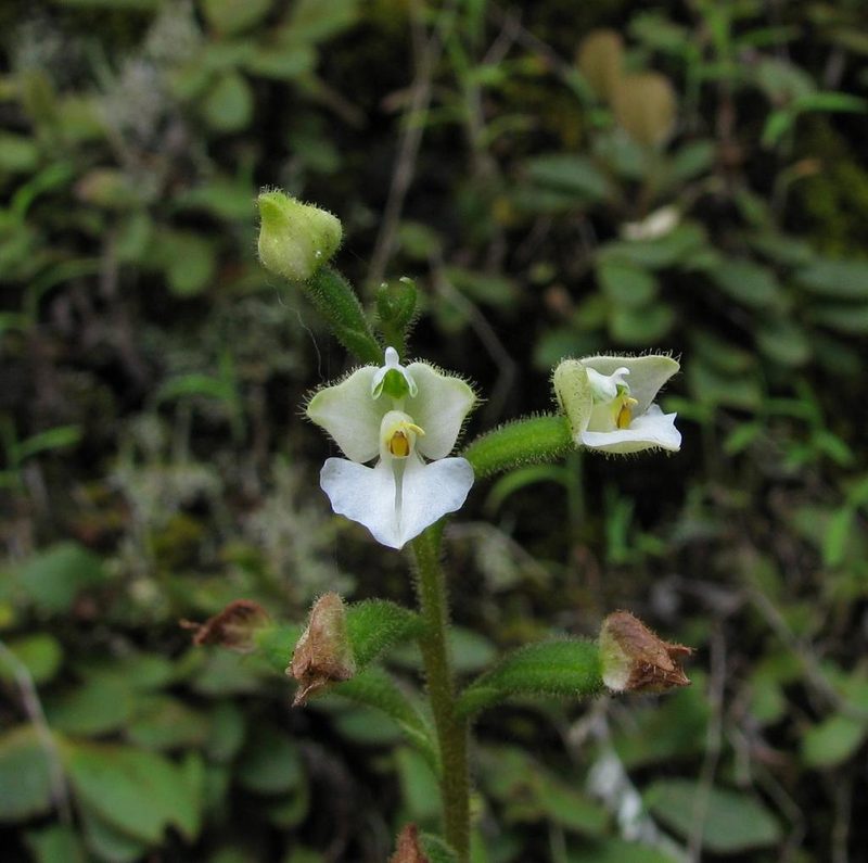 Ponthieva parvilabris, photographed by Todd Boland