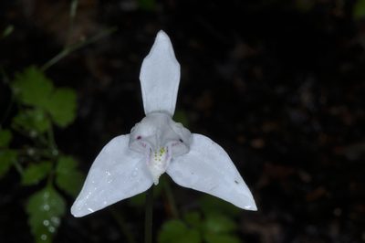 Codonorchis lessonii, photographed by aacocucci