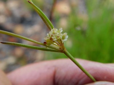 Centella thesioides, photographed by Klaus Wehrlin
