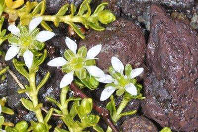 Arenaria digyna, photographed by aacocucci