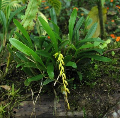 Specklinia costaricensis, photographed by Todd Boland