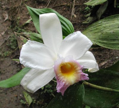 Sobralia powellii, photographed by Todd Boland