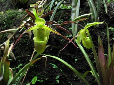 Phragmipedium longifolium, photographed by Todd Boland