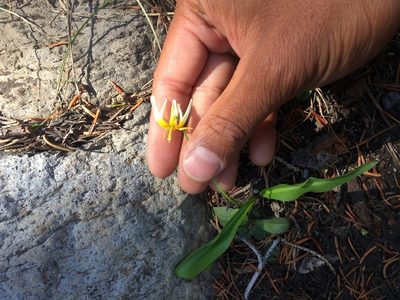 Erythronium purpurascens, photographed by Marcus Tamura