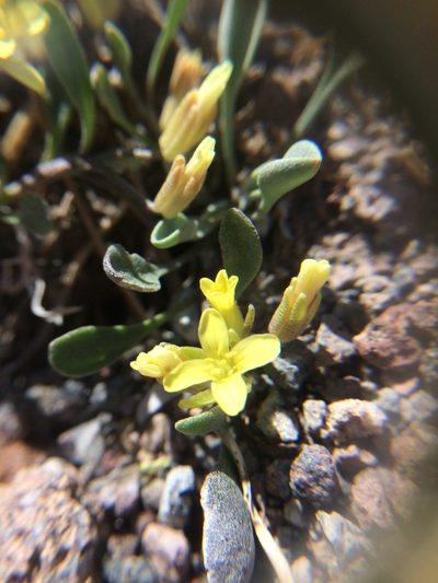 Physaria occidentalis, photographed by Marcus Tamura